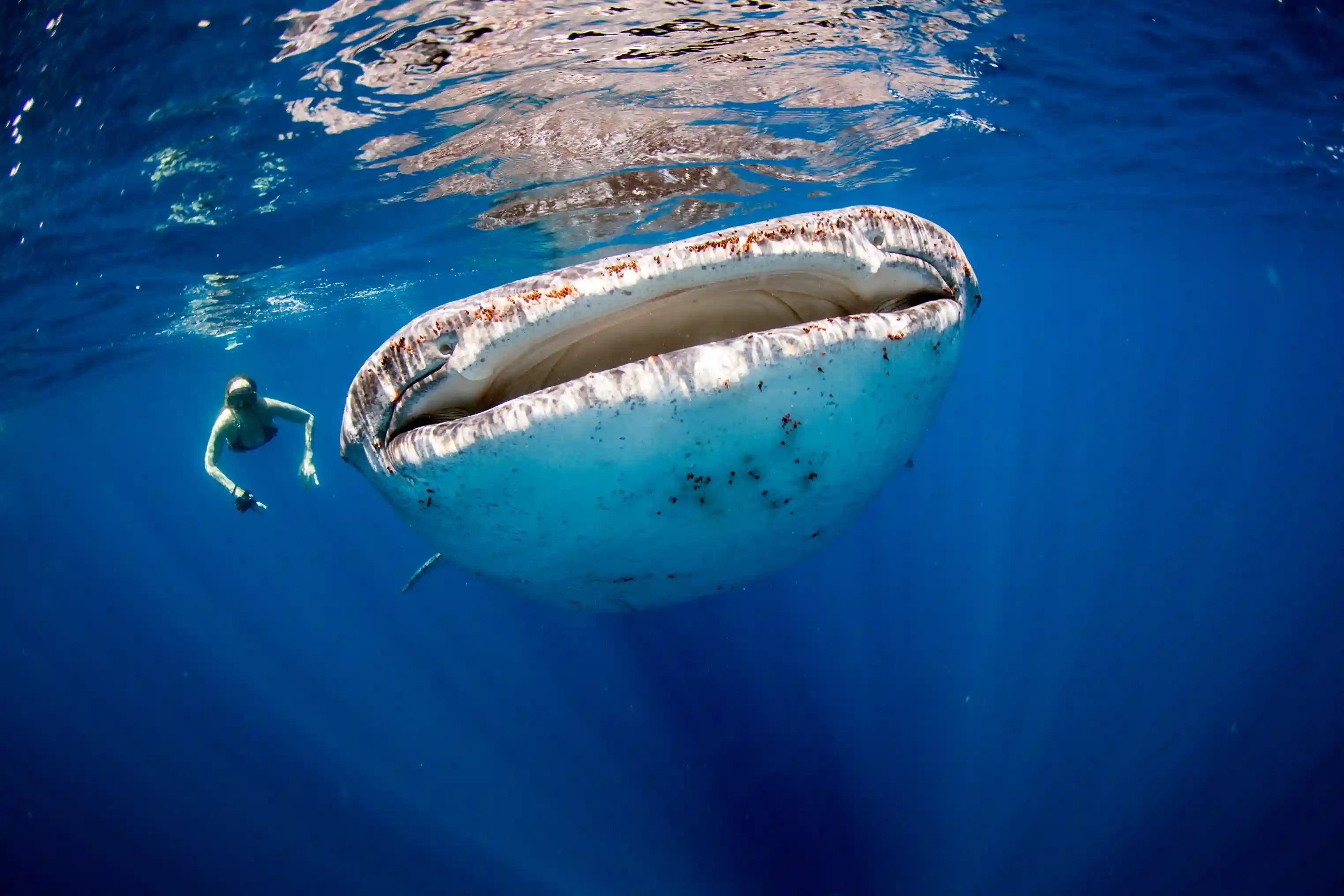 Snorkellers in clear water beneath a boat hull