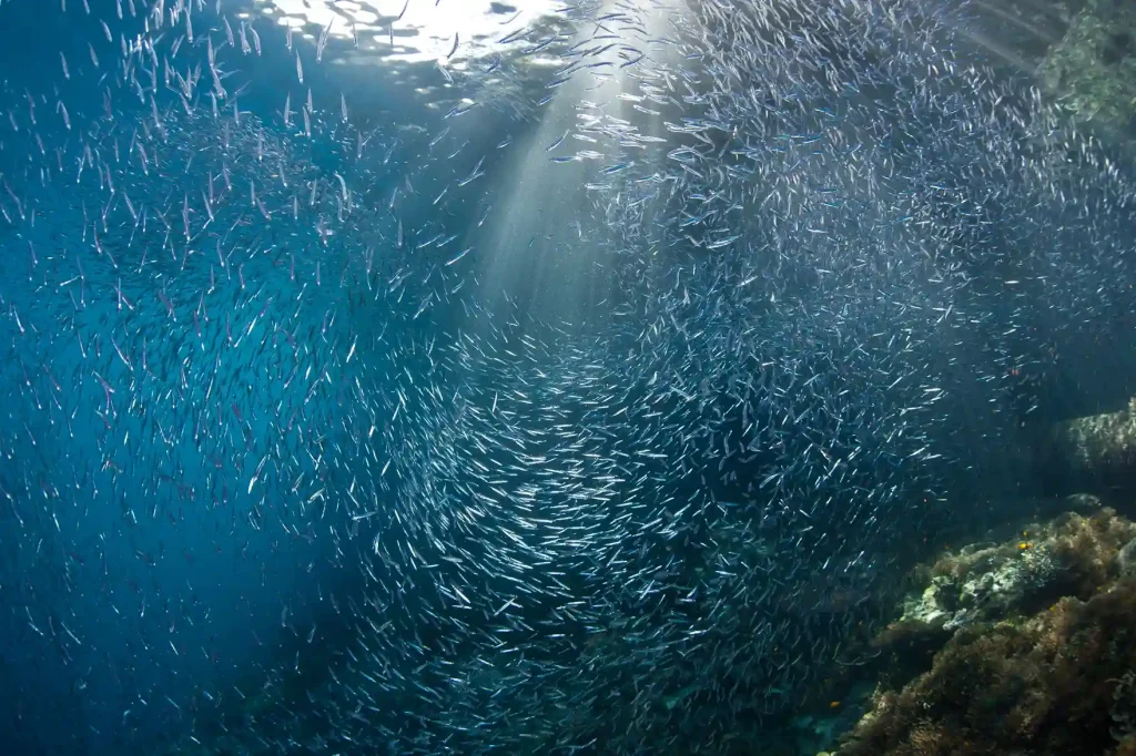 Baitball and reef fish at Batu Bolong dive site, Komodo