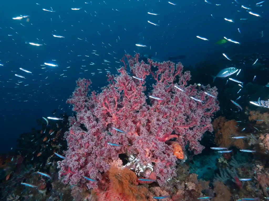Soft coral and reef fish at Bird Island, Raja Ampat