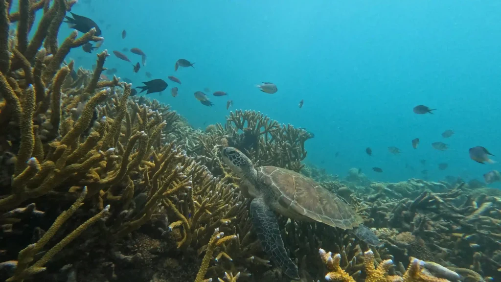 Green turtle over hard coral on a Komodo dive