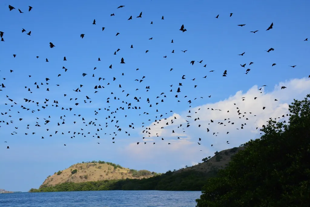 Flying foxes over the islands at Riung, Flores