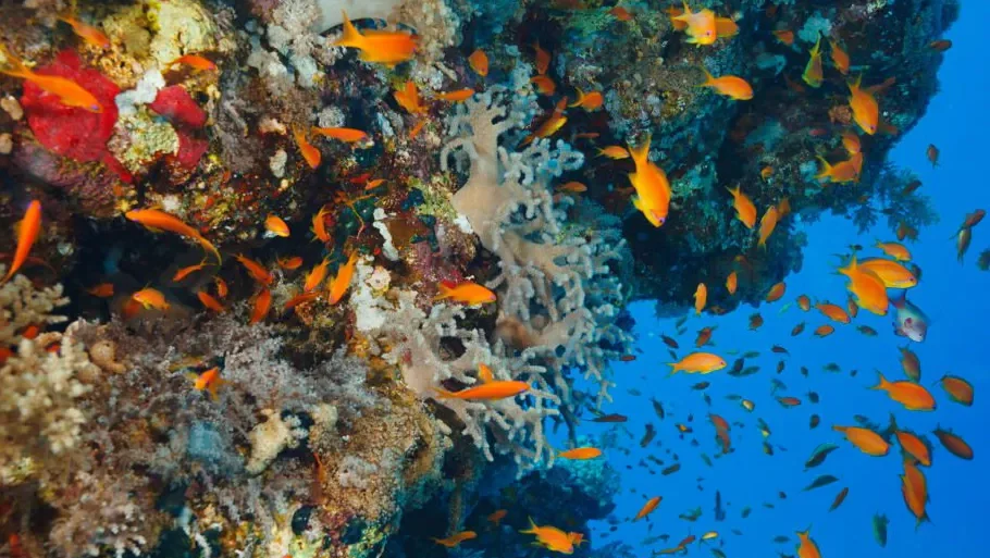 Shoal of reef fish over coral on a snorkelling stop