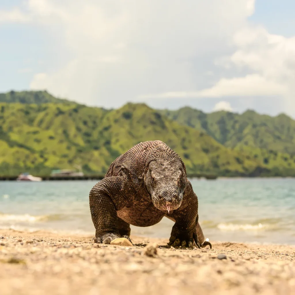 Komodo dragon on the beach in Komodo National Park
