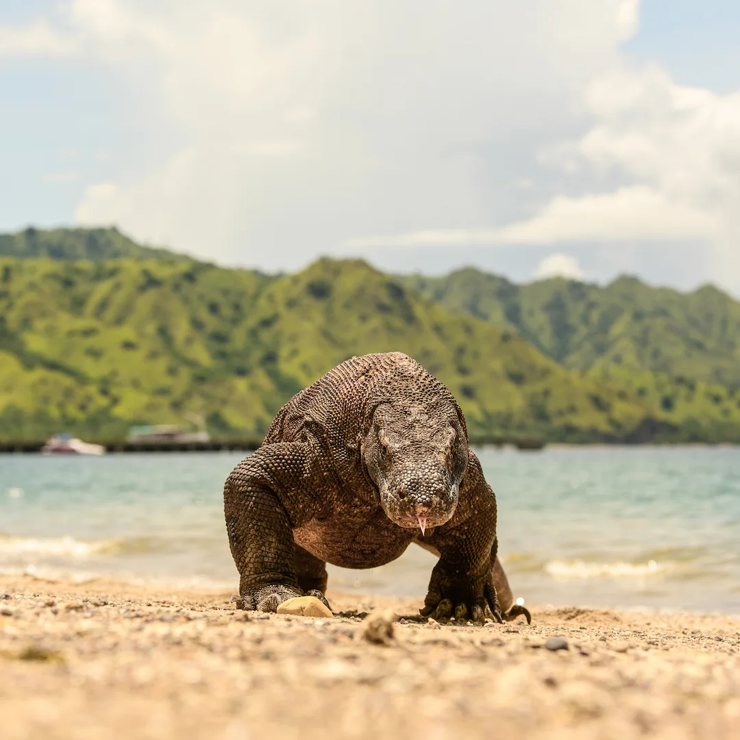 Komodo dragon on the beach in Komodo National Park