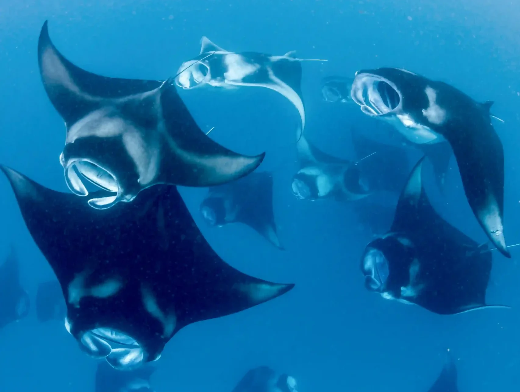 Manta rays gliding through open water at a Komodo dive site